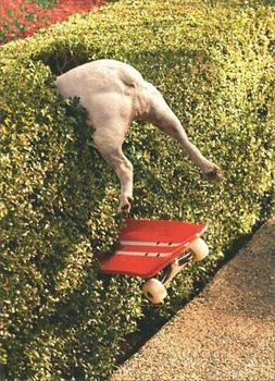 Dog In Hedge Funny Birthday Card - Greeting Card By Avanti P