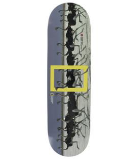 S Madars Apse Nat Geo Ostrich Skateboard Deck - 8.3" X 32.28